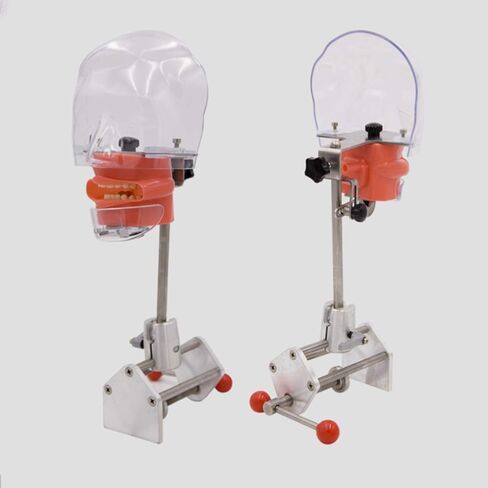 Teaching Model,Dental Simulator Manikin Phantom Head Dental Phantom Head Model with Bench Mount for Dental Schools Education Practical Demonstration in Saudi Arabia