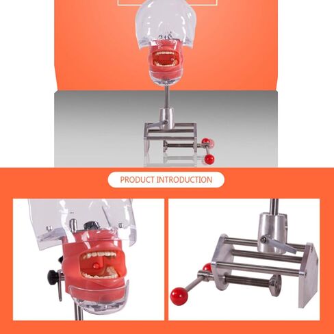 Teaching Model,Dental Simulator Manikin Phantom Head Dental Phantom Head Model with Bench Mount for Dental Schools Education Practical Demonstration in Saudi Arabia