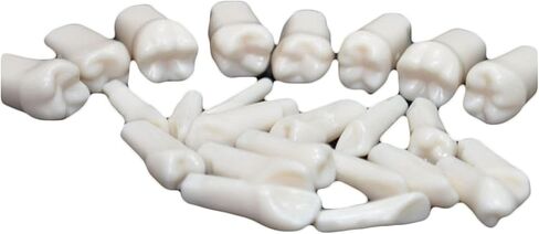 Generic الراتنج الاصطناعي القياسية نموذج لشكل الأسنان 28 قطعة الأسنان نموذج للتدريس للطلاب طبيب الأسنان إعداد الأسنان أدوات التدريس in Saudi Arabia