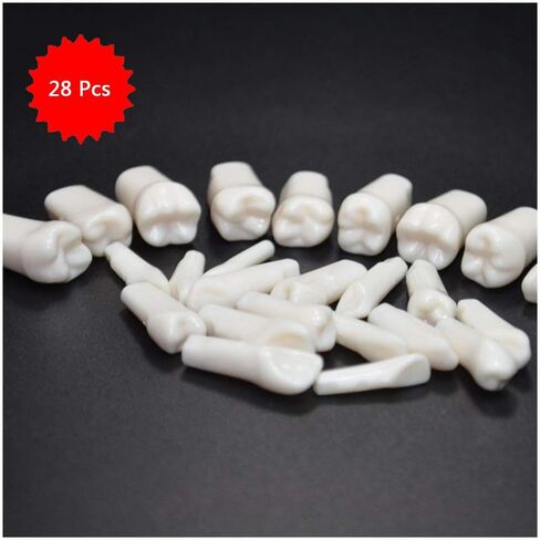 Generic الراتنج الاصطناعي القياسية نموذج لشكل الأسنان 28 قطعة الأسنان نموذج للتدريس للطلاب طبيب الأسنان إعداد الأسنان أدوات التدريس in Saudi Arabia