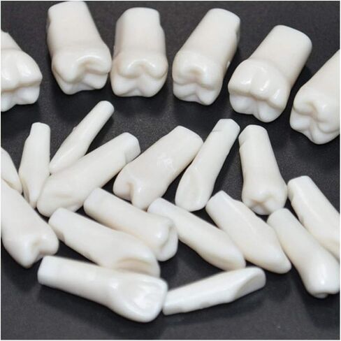 Generic الراتنج الاصطناعي القياسية نموذج لشكل الأسنان 28 قطعة الأسنان نموذج للتدريس للطلاب طبيب الأسنان إعداد الأسنان أدوات التدريس in Saudi Arabia