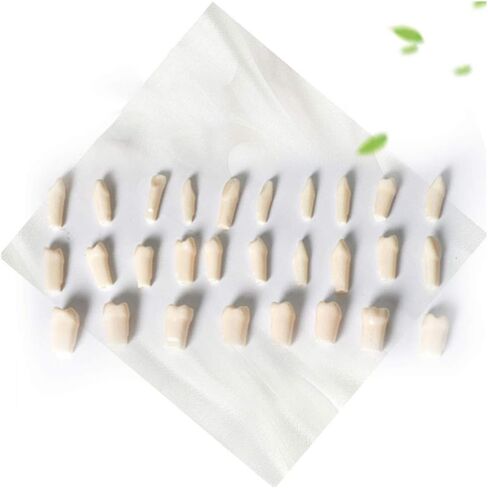 Generic الراتنج الاصطناعي القياسية نموذج لشكل الأسنان 28 قطعة الأسنان نموذج للتدريس للطلاب طبيب الأسنان إعداد الأسنان أدوات التدريس in Saudi Arabia