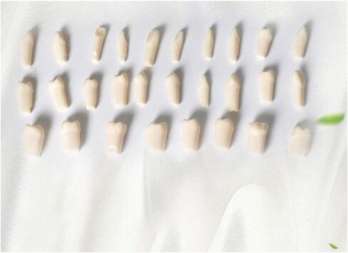 Generic الراتنج الاصطناعي القياسية نموذج لشكل الأسنان 28 قطعة الأسنان نموذج للتدريس للطلاب طبيب الأسنان إعداد الأسنان أدوات التدريس in Saudi Arabia