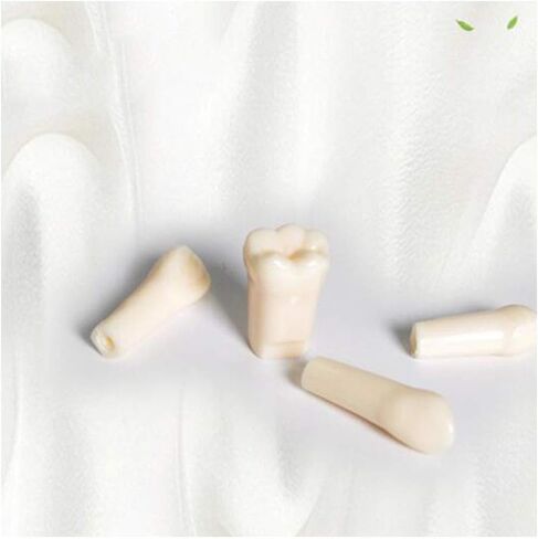 Generic الراتنج الاصطناعي القياسية نموذج لشكل الأسنان 28 قطعة الأسنان نموذج للتدريس للطلاب طبيب الأسنان إعداد الأسنان أدوات التدريس in Saudi Arabia