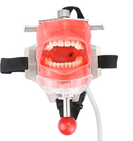 Teaching Model,Dental Phantom Head Model, Dental Teaching Head Model, Manikin Phantom Head, with Bench Mount Fixed on Dental Chair, for Dentist Education and Training Equ in Saudi Arabia