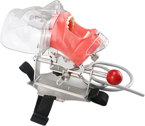 Teaching Model,Dental Phantom Head Model, Dental Teaching Head Model, Manikin Phantom Head, with Bench Mount Fixed on Dental Chair, for Dentist Education and Training Equ in Saudi Arabia