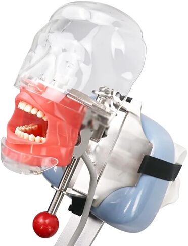 Teaching Model,Dental Phantom Head Model, Dental Teaching Head Model, Manikin Phantom Head, with Bench Mount Fixed on Dental Chair, for Dentist Education and Training Equ in Saudi Arabia