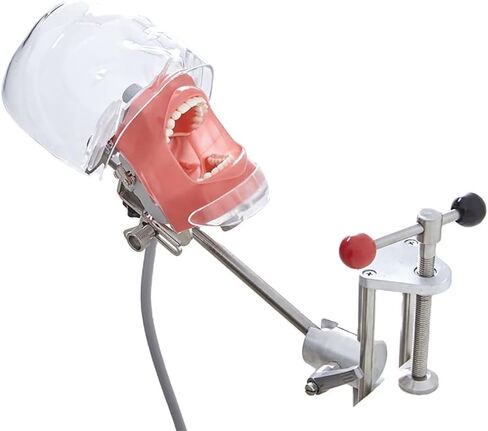 Teaching Model,Dental Simulator Manikin Phantom Teaching Head Model Plastic Educational Dental Teeth Model Manikin Phantom Head Models Fix on Table in Saudi Arabia