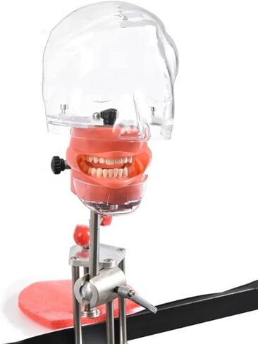 Teaching Model,Dental Simulator Manikin Phantom Teaching Head Model Plastic Educational Dental Teeth Model Manikin Phantom Head Models Fix on Table in Saudi Arabia