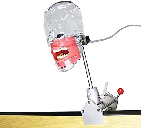 Teaching Model,Dental Simulator Manikin Phantom Teaching Head Model Plastic Educational Dental Teeth Model Manikin Phantom Head Models Fix on Table in Saudi Arabia
