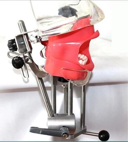 Teaching Model,Dental Simulator Manikin Phantom Teaching Head Model Plastic Educational Dental Teeth Model Manikin Phantom Head Models Fix on Table in Saudi Arabia