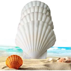 21pcs large scallop seashells for baking/serving food,natural clam 2.8-3.1 Inch shell plates for crafts/decoration,white bulk oyster sea shells for crafting