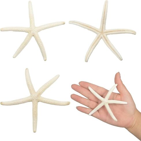 12 قطعة من نجم البحر مقاس 4-5 بوصة، نجم البحر على شاطئ المحيط، صدف طبيعي ملون، نجم البحر مثالي لتزيين الزفاف وحفلات الشاطئ، وديكورات المنزل، والحرف اليدوية، وخزان الأسماك in Kuwait