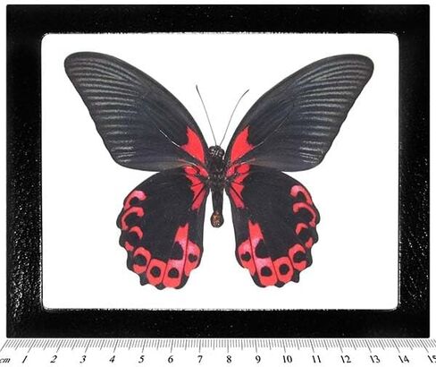BicBugs P. rumanzovia verso إطار حقيقي محفوظ على شكل فراشة وردية حمراء in Kuwait