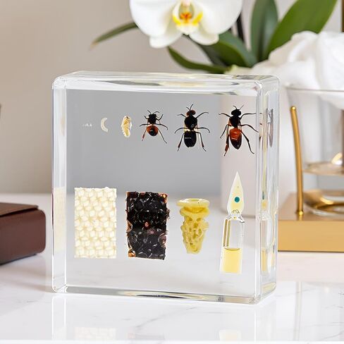 9 Pcs Taxidermy Insects in Resin Blocks,Real Bug Specimens Set for Science Lab Kit, Unique Taxidermy Spider Bee Moth Beetle Display Supplies Paperweights Insect Collector Home Decor(1.5 X 1.5 X 0.6In) in Saudi Arabia