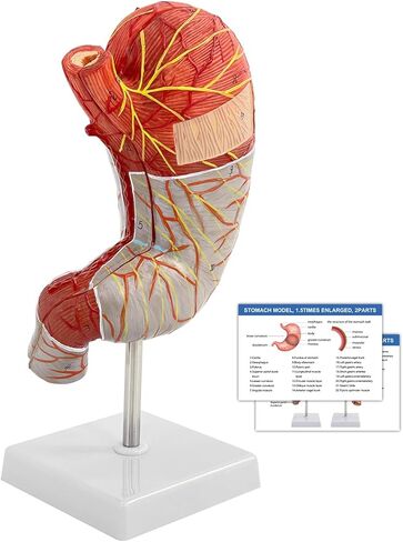 Human Stomach Model, 1.5 X Magnified Stomach Anatomy Model 2 Parts with Esophagus Pylorus Gastric Artery 22 Other Anatomical Structures, for Scientific Research Demonstration and Teaching Tools in Saudi Arabia