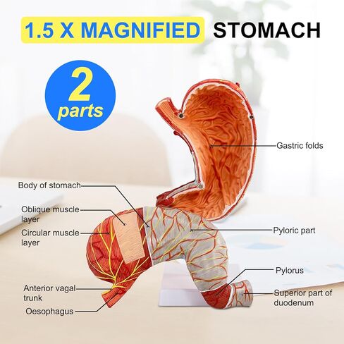 Human Stomach Model, 1.5 X Magnified Stomach Anatomy Model 2 Parts with Esophagus Pylorus Gastric Artery 22 Other Anatomical Structures, for Scientific Research Demonstration and Teaching Tools in Saudi Arabia