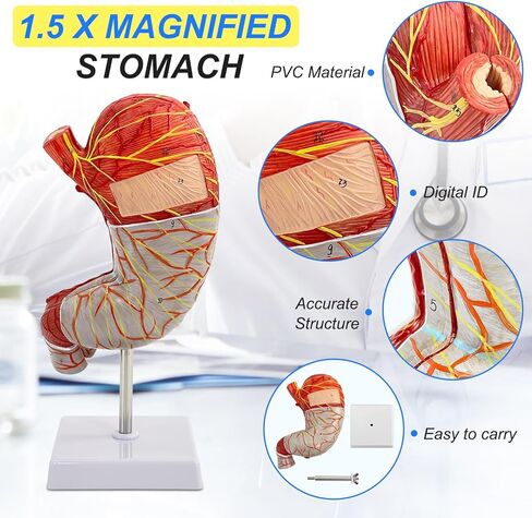Human Stomach Model, 1.5 X Magnified Stomach Anatomy Model 2 Parts with Esophagus Pylorus Gastric Artery 22 Other Anatomical Structures, for Scientific Research Demonstration and Teaching Tools in Saudi Arabia