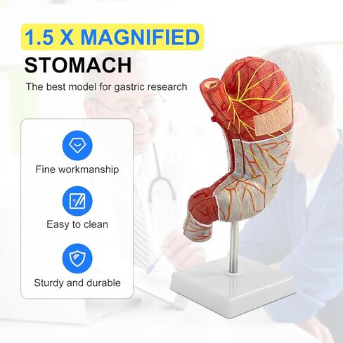 Human Stomach Model, 1.5 X Magnified Stomach Anatomy Model 2 Parts with Esophagus Pylorus Gastric Artery 22 Other Anatomical Structures, for Scientific Research Demonstration and Teaching Tools in Saudi Arabia