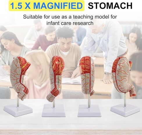 Human Stomach Model, 1.5 X Magnified Stomach Anatomy Model 2 Parts with Esophagus Pylorus Gastric Artery 22 Other Anatomical Structures, for Scientific Research Demonstration and Teaching Tools in Saudi Arabia