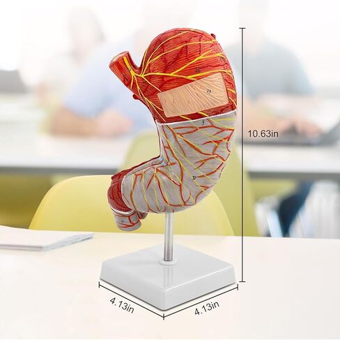 Human Stomach Model, 1.5 X Magnified Stomach Anatomy Model 2 Parts with Esophagus Pylorus Gastric Artery 22 Other Anatomical Structures, for Scientific Research Demonstration and Teaching Tools in Saudi Arabia