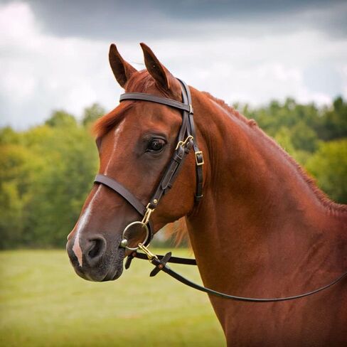 Premier Arabian Training Bridle Double Adjustment | Designed for Horse Training | Premium Buffalo Leather | Easy Bit Changes | Fully Adjustable | Heavy-Duty Hardware in Saudi Arabia