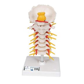 3B Scientific A72 Cervical Spinal Column - 3B Smart Anatomy