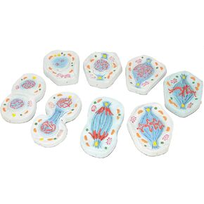 EISCO Mitosis Model, Set of 8 Models - Enlarged - 4" x 5.8" Each