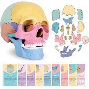 ArtCreativity Anatomical Skull Puzzle - Human Skull Model Puzzle with 17 Pieces - 10 Educational Cards with Instructions - Kids Anatomy Toys Ages 8 and Up - Anatomy Study Tools for Science Class