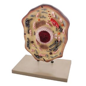 Eisco Labs Animal Cell Model, Hand Painted