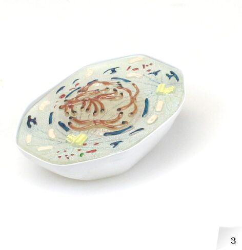 نموذج باركو ساينتيفيك PB00160 للانقسام الحيواني ثلاثي الأبعاد | 9 مراحل الانقسام الفتيلي | عرض تقسيم الخلايا في الفصل الدراسي لعلم الأحياء | تفصيل عضيات الخلية المفتوحة | القطع المجهزة بالستاند | دليل دبليو in Kuwait