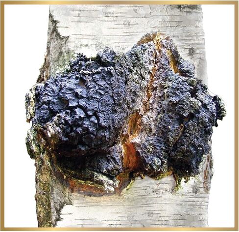 ChagaTeaShop Siberian Chaga Extract Capsules Dietary Supplement 2 Month Supply 120 Vegetarian Capsules in Kuwait