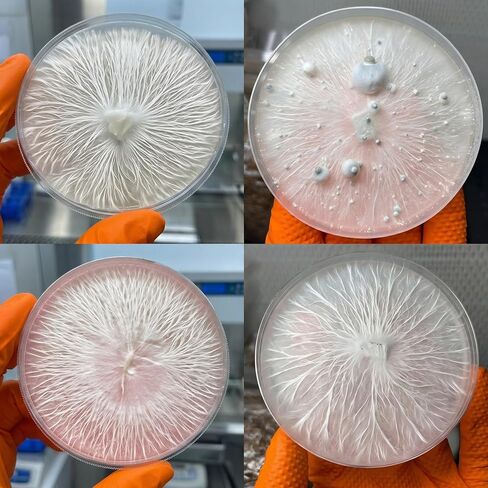 Potato Dextrose Agar (PDA) Plates 10 Pack, Pre-Poured Petri Dishes for Mushroom Cultivation, Science Projects, Mycology, Triple Vacuum Sealed Nutrient Agar in Kuwait