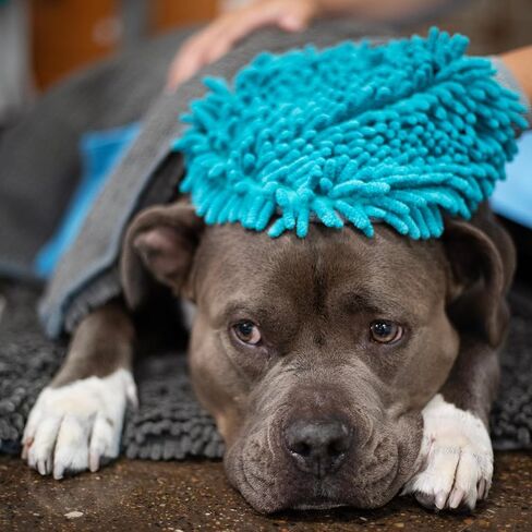 Messy Mutts Microfiber Grooming Mitt | Chenille Microfiber Dog Shammy Mitt | Machine Washable Paw Cleaner | Blue in Kuwait