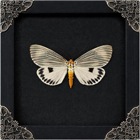 Real Luna Moth White Framed, Taxidermy Butterfly Insect Shadow Box Wooden Nature Decor Gothic, Entomology Display Mounted Moth Preserved Goth Gift Insect Lover Home Living Gallery K19-125-TR in Kuwait