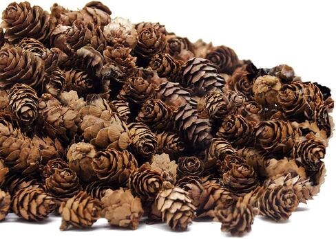 250 PCS Christmas Natural Mini Pine Cones-Thanksgiving Pinecones Ornaments for DIY Crafts, Home Decorations,Fall and Christmas,Wedding Decor in Saudi Arabia