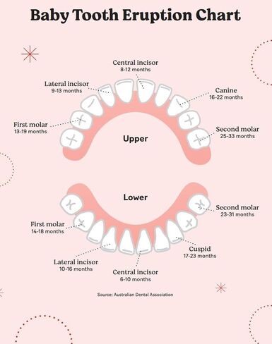 Eco-friendly Wooden Tooth Fairy Box - Unique Tooth Shaped Keepsake Organizer for Kids Lost Teeth, 20 Holes Children's Tooth Holder for Childhood Memories(1 PCS) in Kuwait