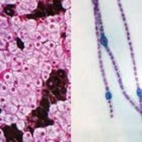 Prokaryotic and Eukaryotic Cells Microscope Slide in Kuwait
