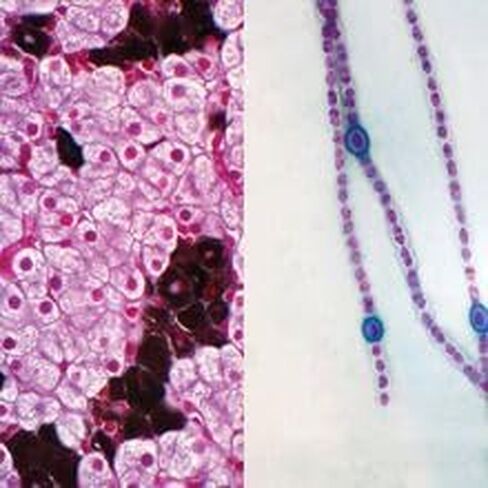 Prokaryotic and Eukaryotic Cells Microscope Slide in Kuwait