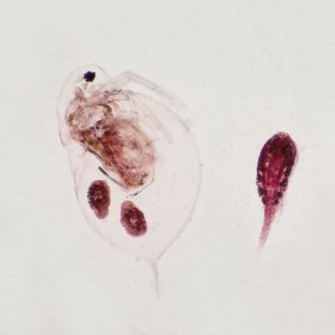 Daphnia and Cyclops, W.M. Microscope Slide in Kuwait