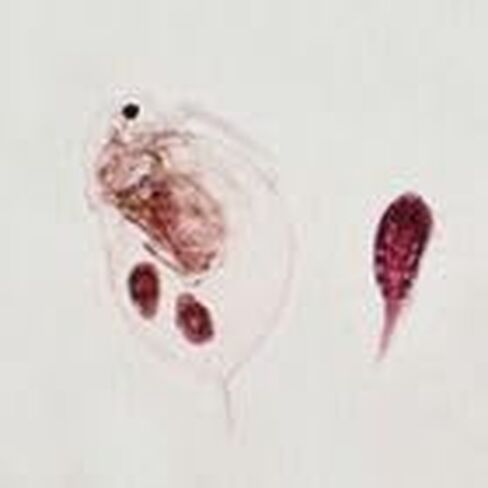 Daphnia and Cyclops, W.M. Microscope Slide in Kuwait