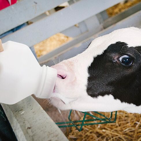 Calf Bottle with a Replacement Screw-on Nipple 2.11quart Lamb Milk Feeding Bottle for Lamb foal in Kuwait