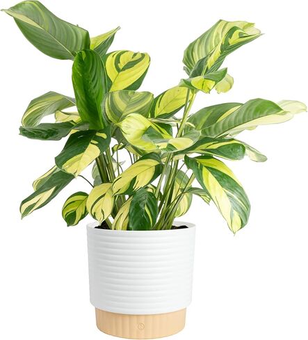 Costa Farms Calathea Live Plant | تراجع منزلي محفوظ بوعاء في وعاء نبات مزخرف 10 بوصة | 26-36 بوصة طول | التربة بوتينغ | حديقة فريدة من نوعها أو هدية عيد ميلاد | الغرفة والمنزل ديكور in Kuwait