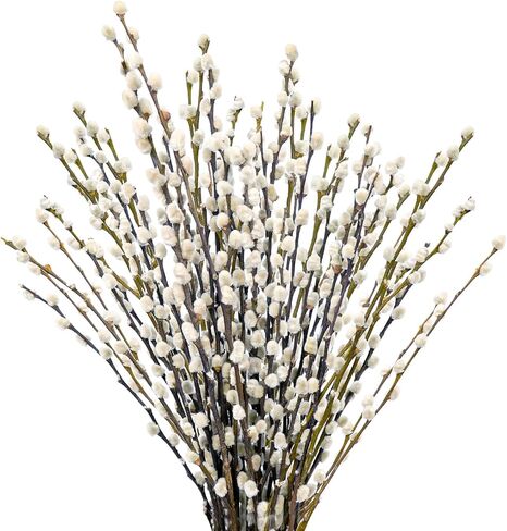 40 ينبع 17.5 بوصة 100% فروع الصفصاف المجففة الطبيعية الحقيقية للمزهرية الصفصاف الزهور المجففة الهرة للديكورات المنزلية، الزفاف in Kuwait
