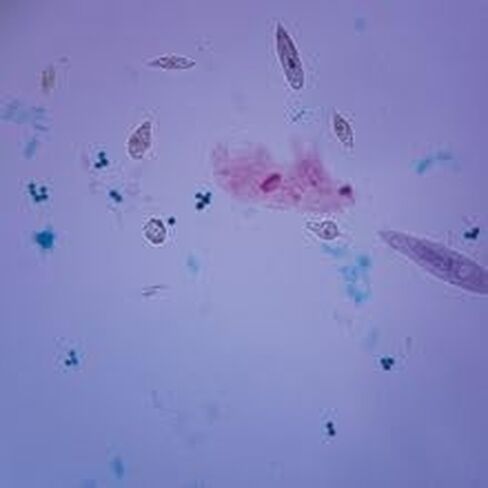 Mixed Protists, W.M. Microscope Slide in Kuwait