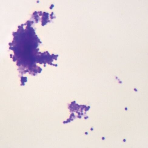 Staphylococcus Epidermidis, W.M. Microscope Slide in Kuwait
