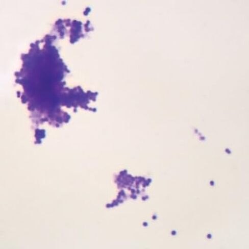 Staphylococcus Epidermidis, W.M. Microscope Slide in Kuwait