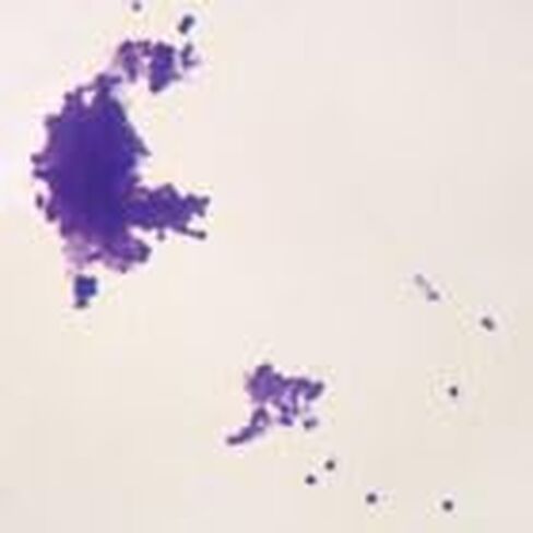 Staphylococcus Epidermidis, W.M. Microscope Slide in Kuwait