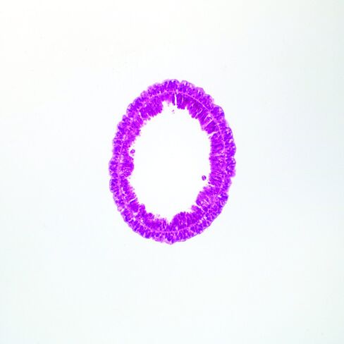 Hydra, C.S. H&E Microscope Slide in Kuwait