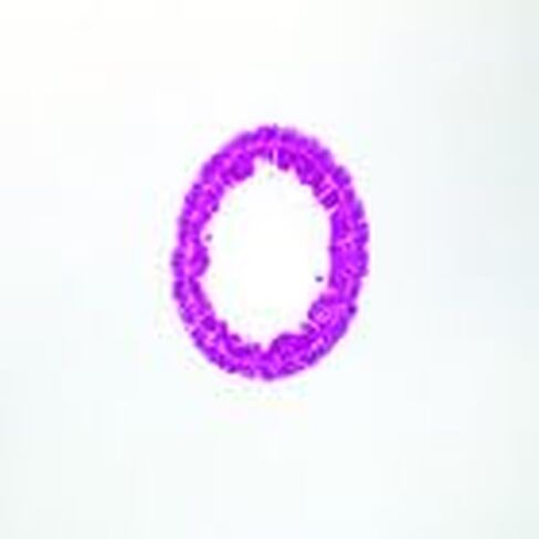 Hydra, C.S. H&E Microscope Slide in Kuwait